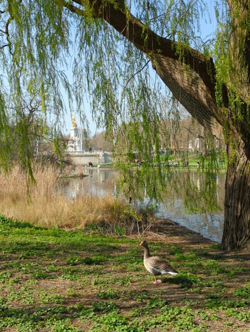 A Goose on a Shore