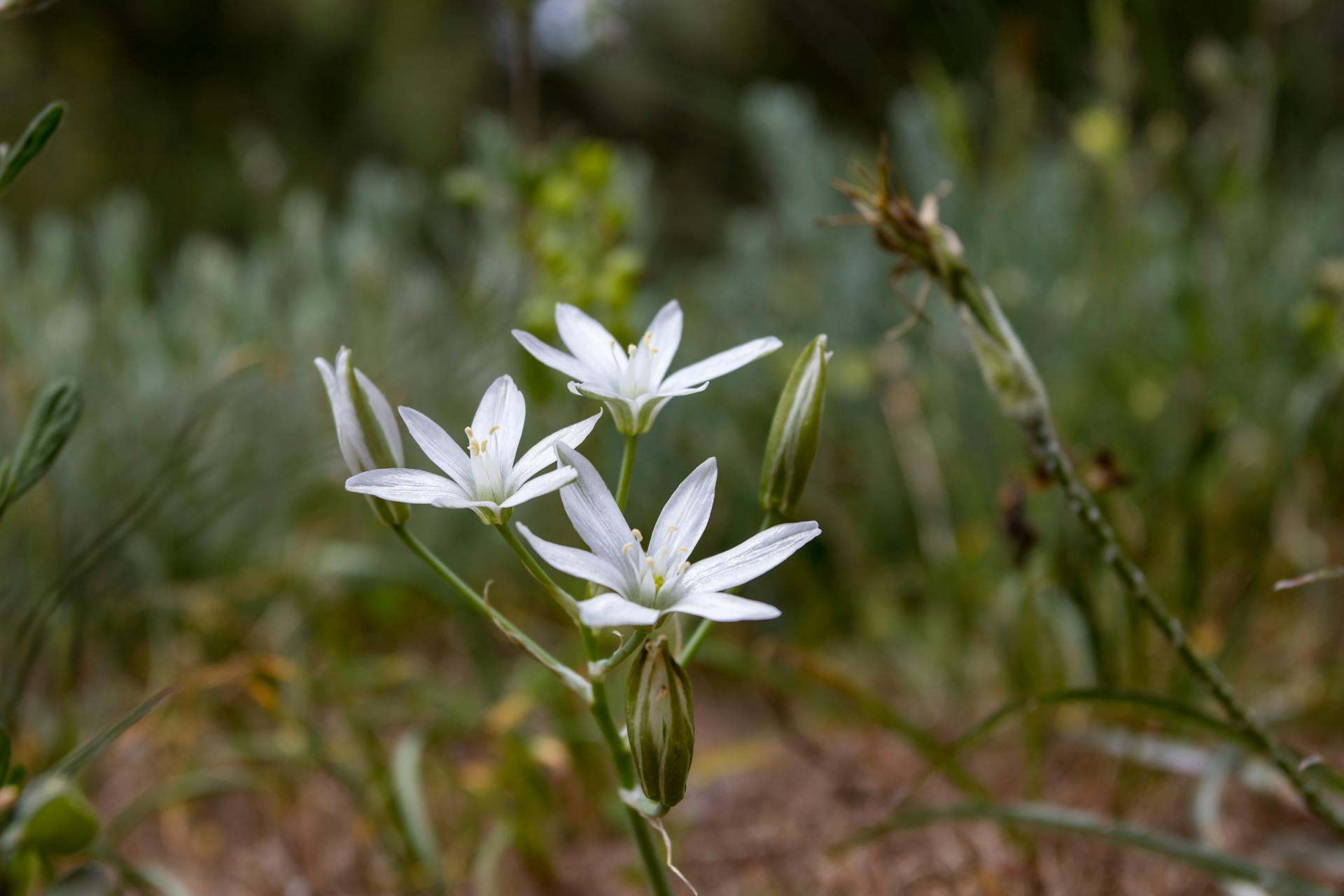 Stunning close-up of white Star of Bethlehem flowers blooming in their natural habitat.