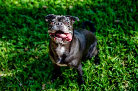 Charming black pug enjoying a sunny day on lush green grass. Perfect for pet lovers and dog enthusiasts.