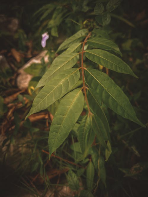 Free Selective Focus of Green Leaves Stock Photo