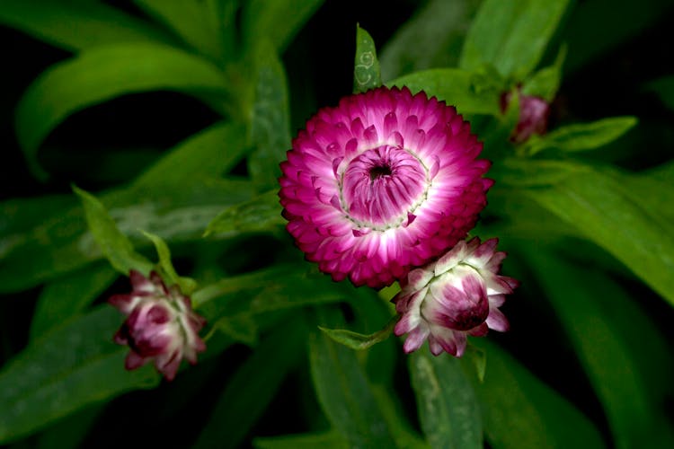 Close-Up Shot Of Pink Everlasting Flowers