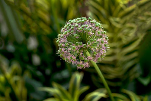 Allium Flower Buds in Close-up Photography