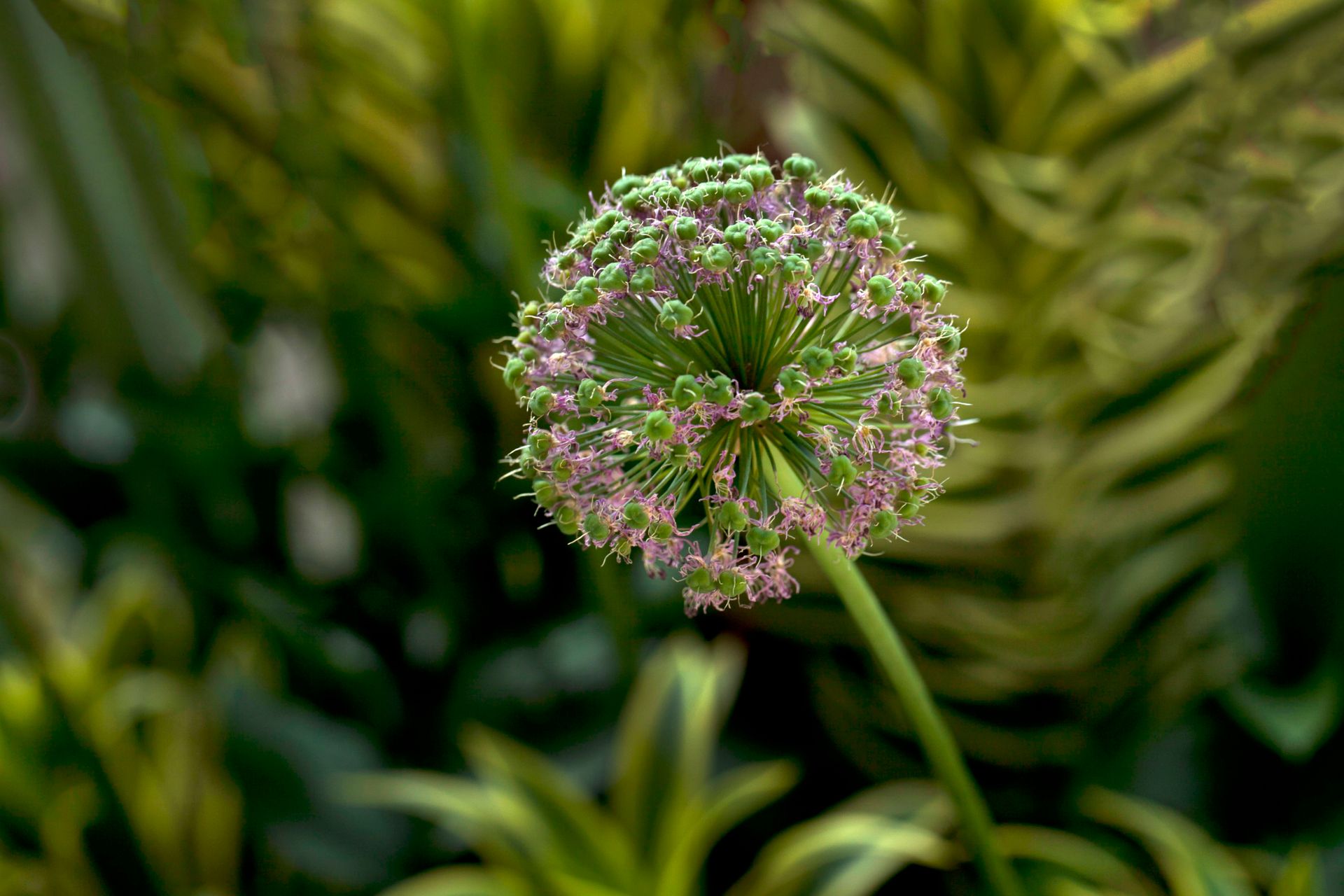 Bright and detailed close-up of a blooming allium flower against lush green foliage.