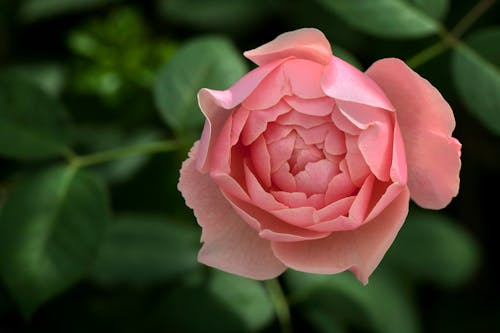Close Up Photo of Pink Rose in Bloom