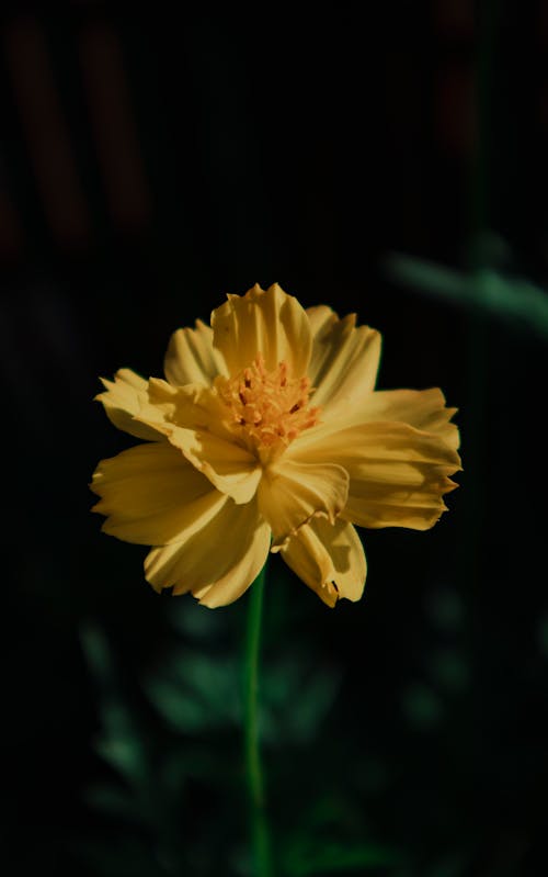 Free Yellow Flower in Tilt Shift Lens Stock Photo