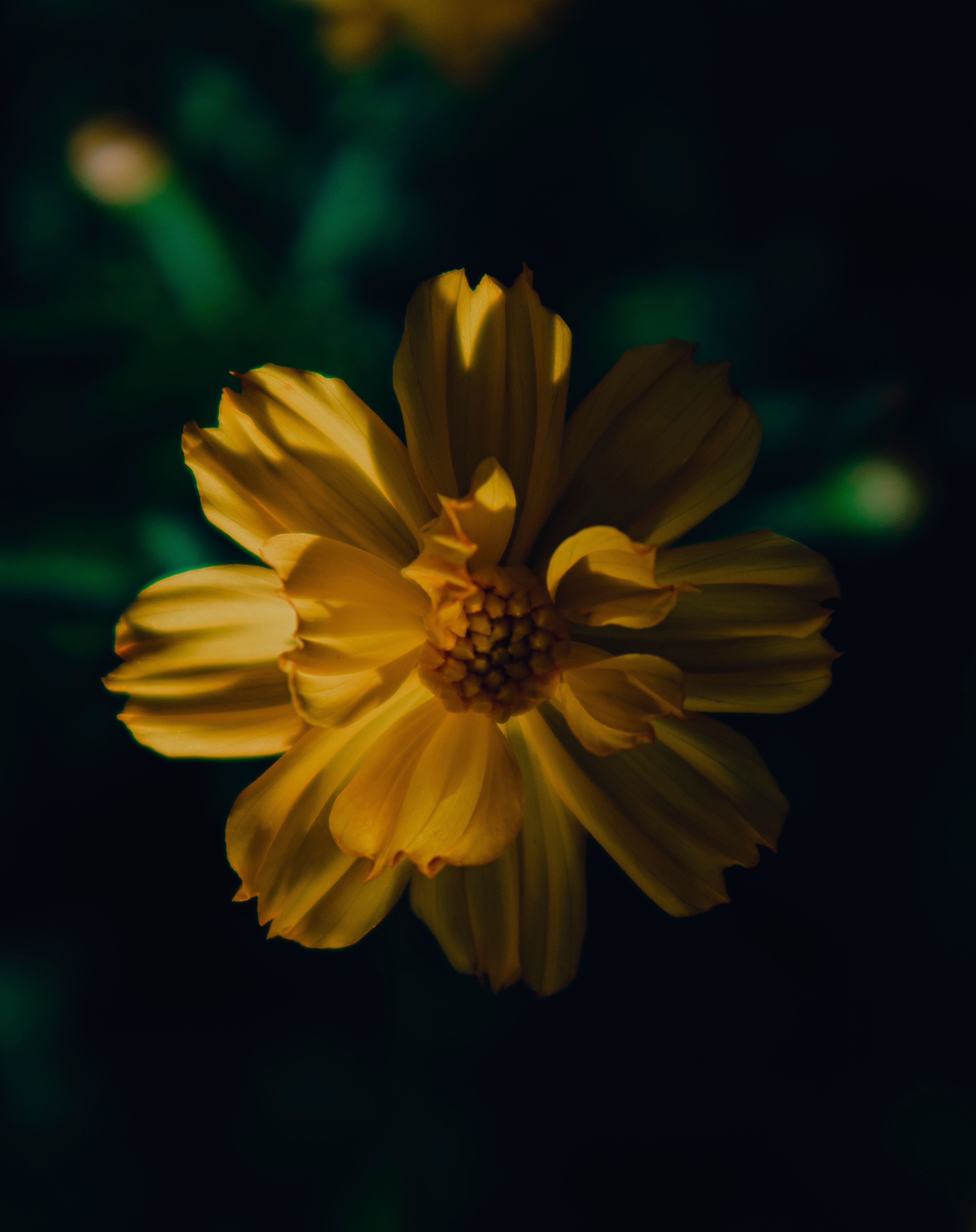 Yellow Flowers in Close Up Shot · Free Stock Photo