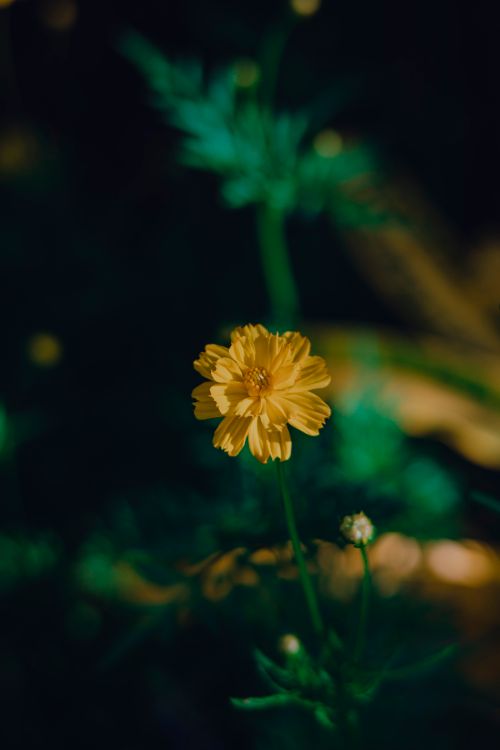 Free A stunning close-up of a yellow sulfur cosmos flower with a blurred green background. Stock Photo