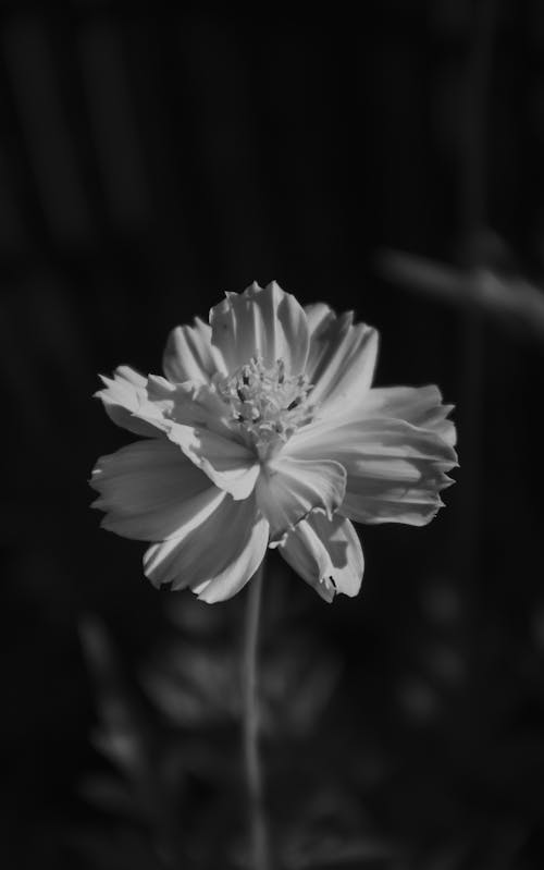 Grayscale Photo of a Garden Cosmos Flower