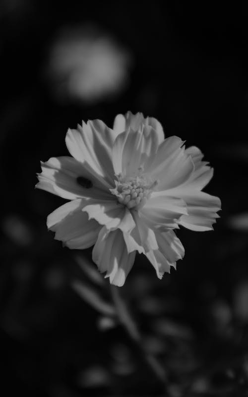 Grayscale Photo of an Insect on a Flower