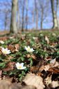 Dried Leaves Beside White Flowers