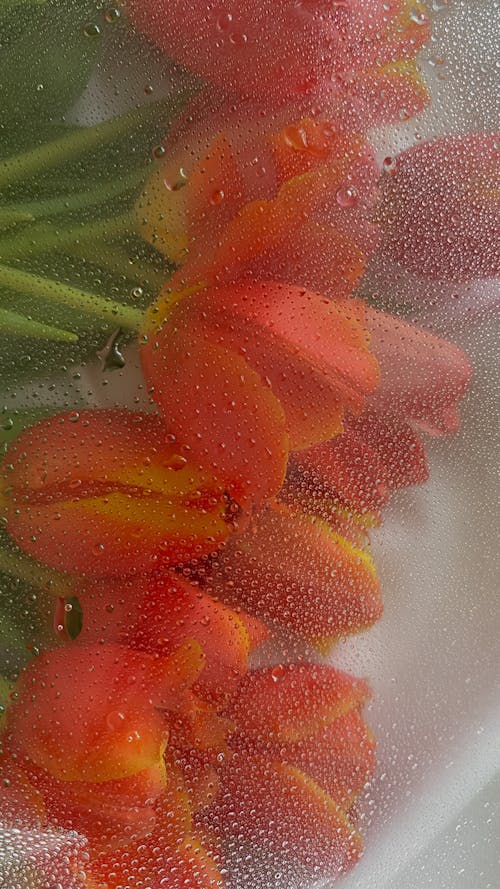 Flowers Behind Wet Glass