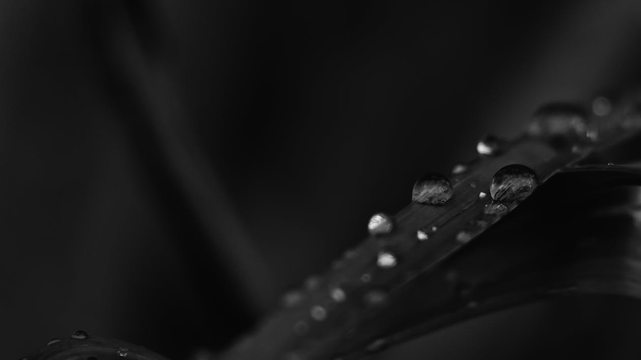 Monochrome Photo of Water Droplets on Leaf