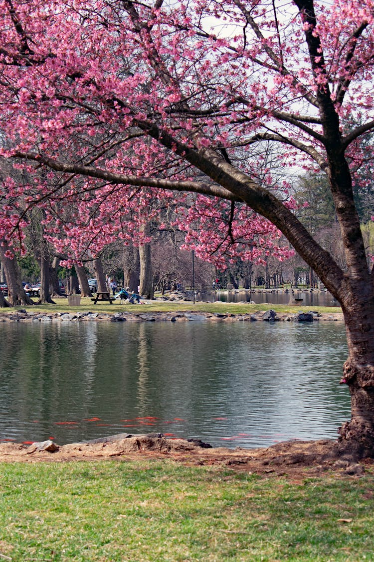 Flowering Trees Beside A Lake