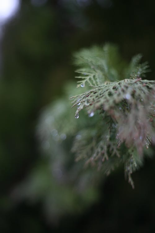 Water Droplets on Pine Leaves