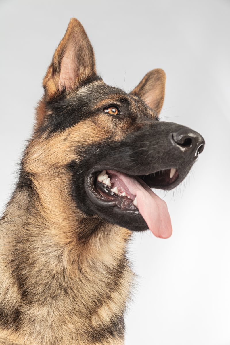 German Shepherd close-up on white