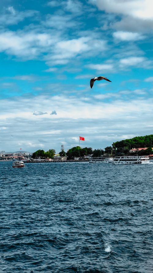 Free Dynamic shot of a seagull flying over the bustling Istanbul seascape with a Turkish flag in the background. Stock Photo