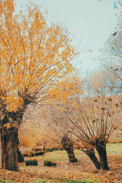 Landscape Of Autumnal Trees