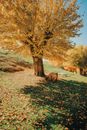 Brown Animal on Green Grass Field Near Brown Trees