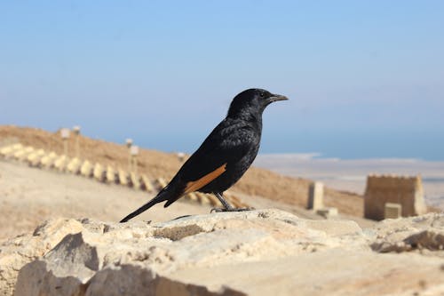 검은 새, 동물, 배경을 흐리게의 무료 스톡 사진