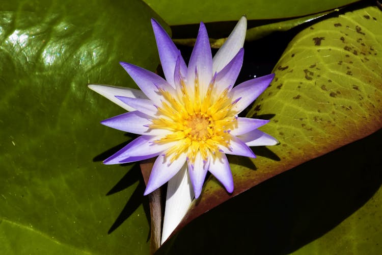 Close-Up Shot Of Egyptian Lotus Flower