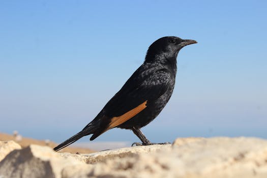 Close-up of a Tristram's starling perched outdoors under blue sky.
