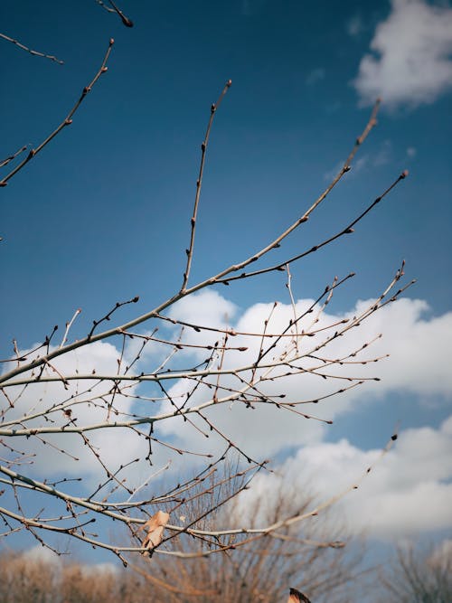 Kostenloses Stock Foto zu bewölkt, blattlos, blauer himmel