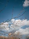 Leafless Tree Branches under the Cloudy Blue Sky