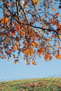 Vibrant orange maple leaves contrasted with a clear blue sky in a rustic countryside setting.