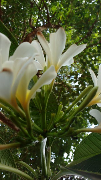 Free stock photo of white flowers