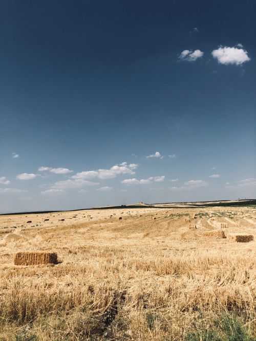 Free Expansive hayfield with haystacks under a bright blue sky, showcasing summer's golden landscape. Stock Photo
