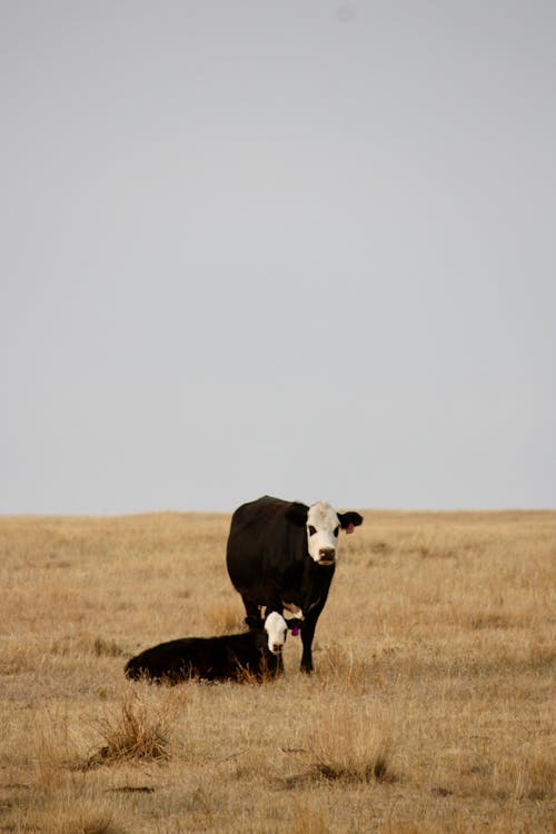 Gratis arkivbilde med cattles, gressfelt, gressmark