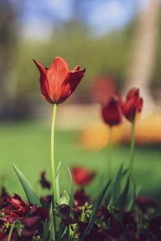 Close-up of a vibrant red tulip blooming in a garden with blurred background.