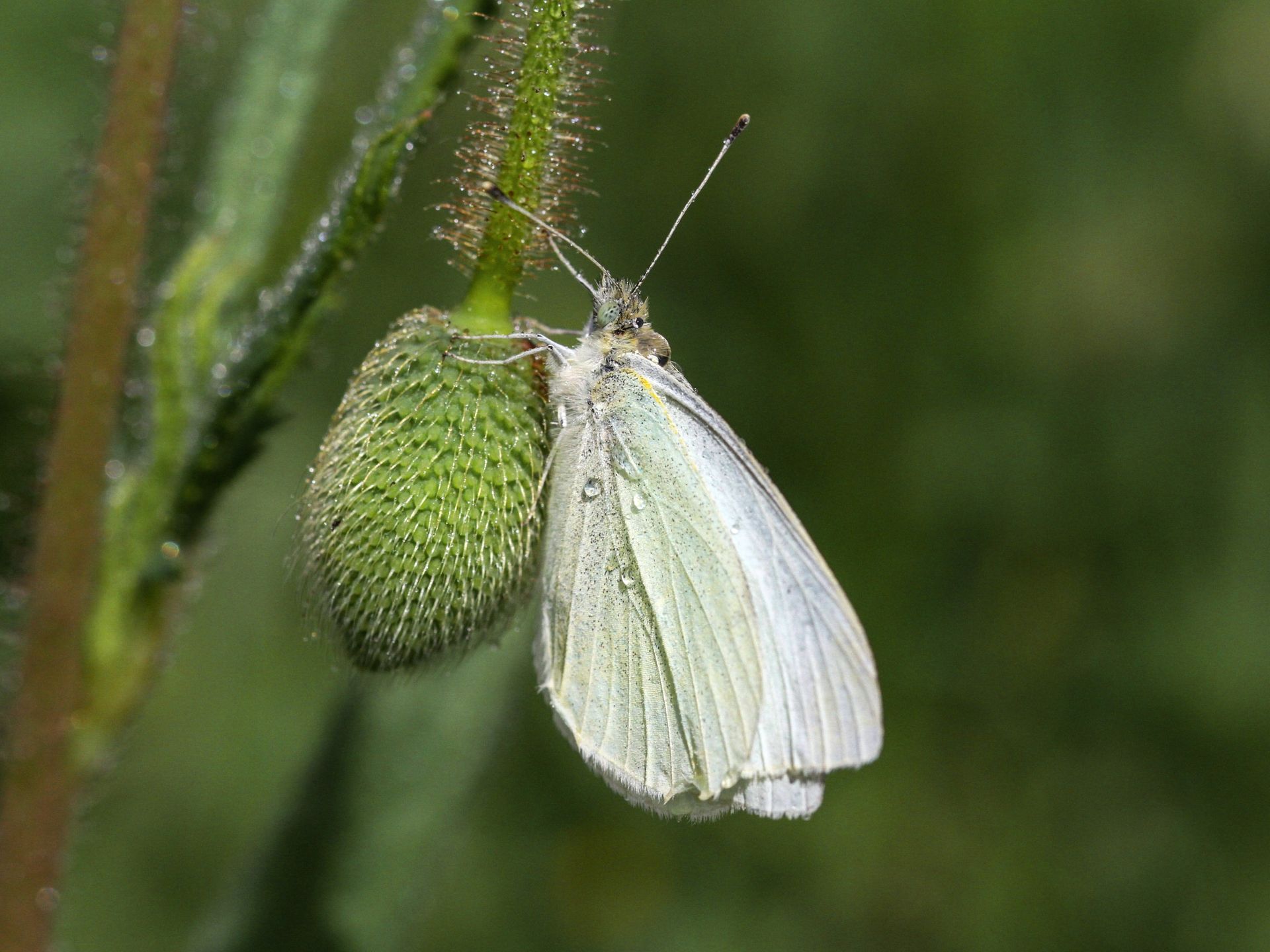 A detailed view of a large white butterfly with water droplets on its wings perched on a plant bud.