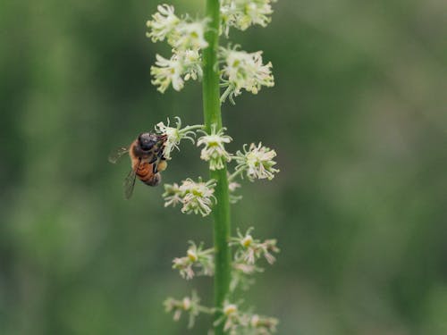 Selective Focus of a Brown Bee on White Flowers