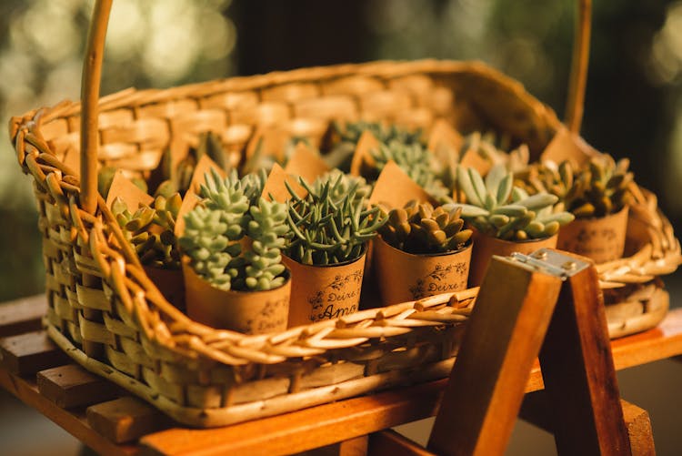 Succulents In A Basket 