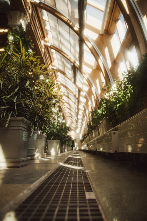 A Corridor Lined with Potted Plants