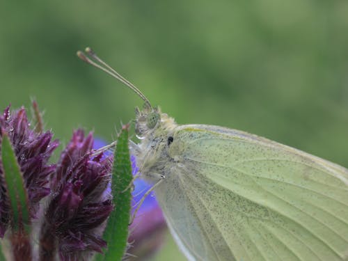 Free Preen Butterfly Perched on a Flower Stock Photo