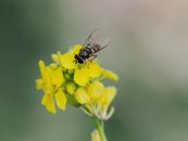 Close-Up Shot of a Fly on Yellow Flowers