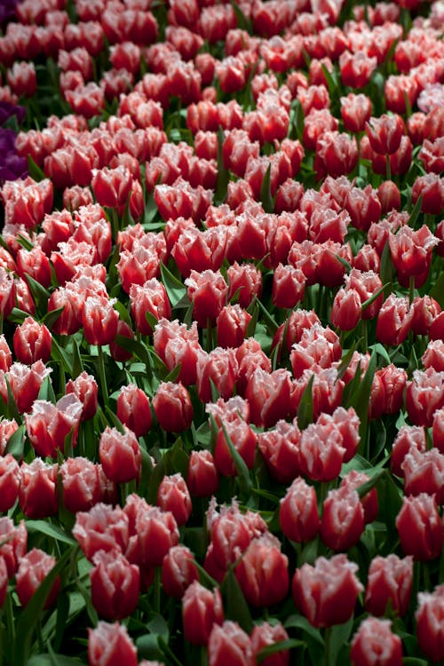 Red Tulips in Bloom