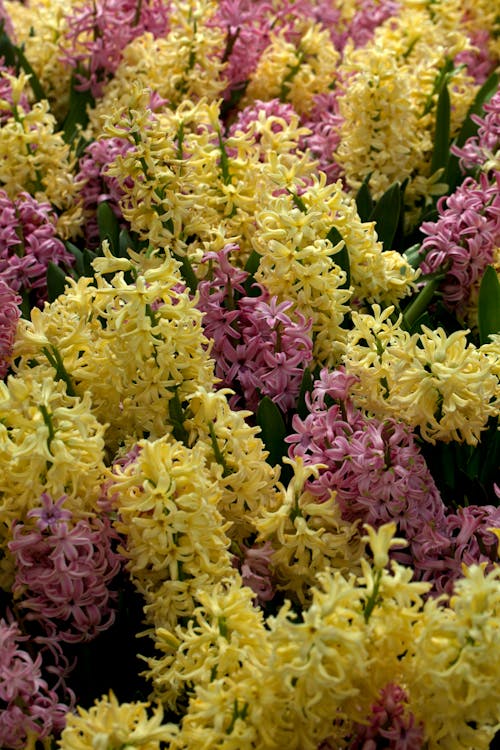 Gratis lagerfoto af blomster, blomstrende, Botanisk