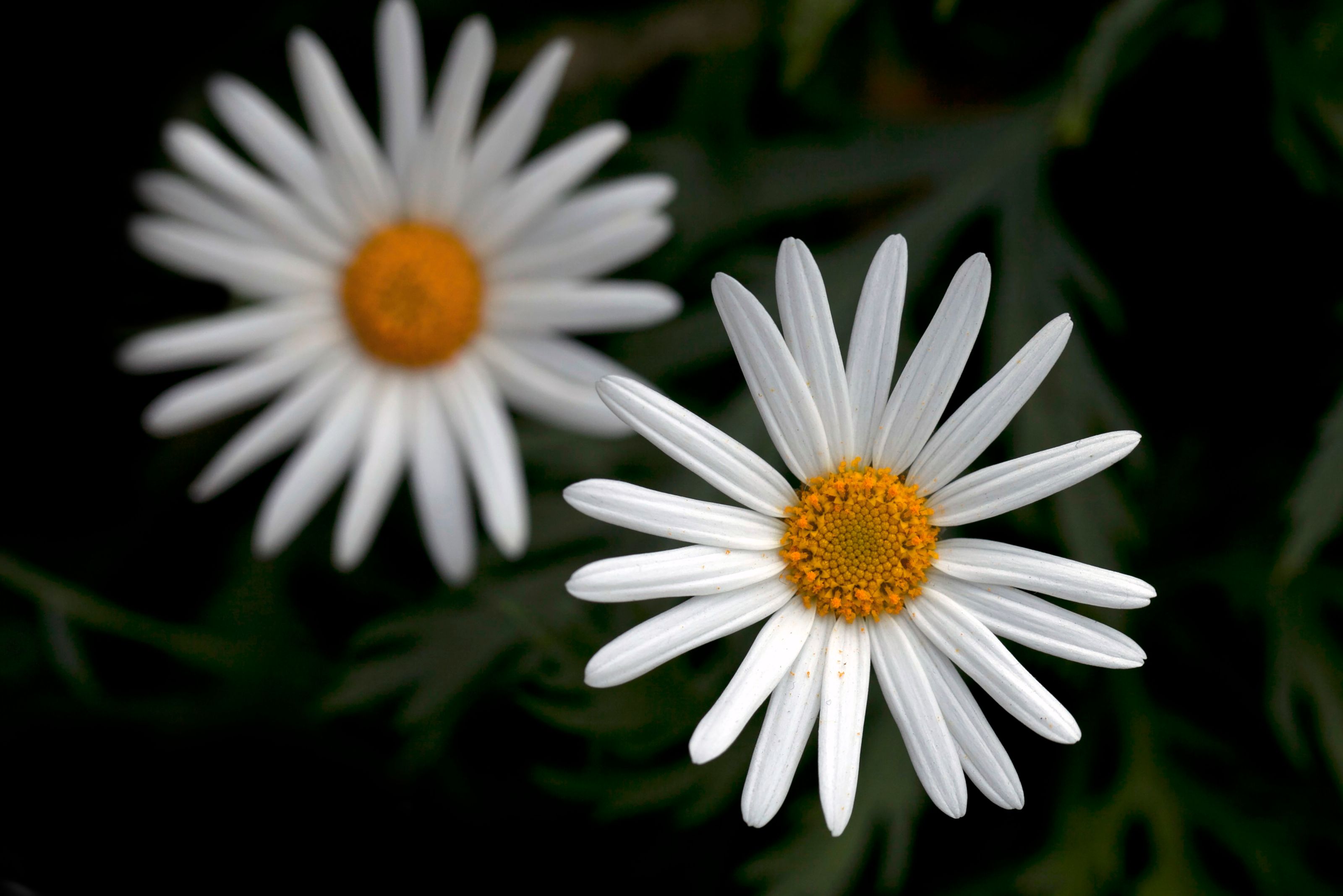 White daisies in bloom
