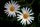 daisy flower