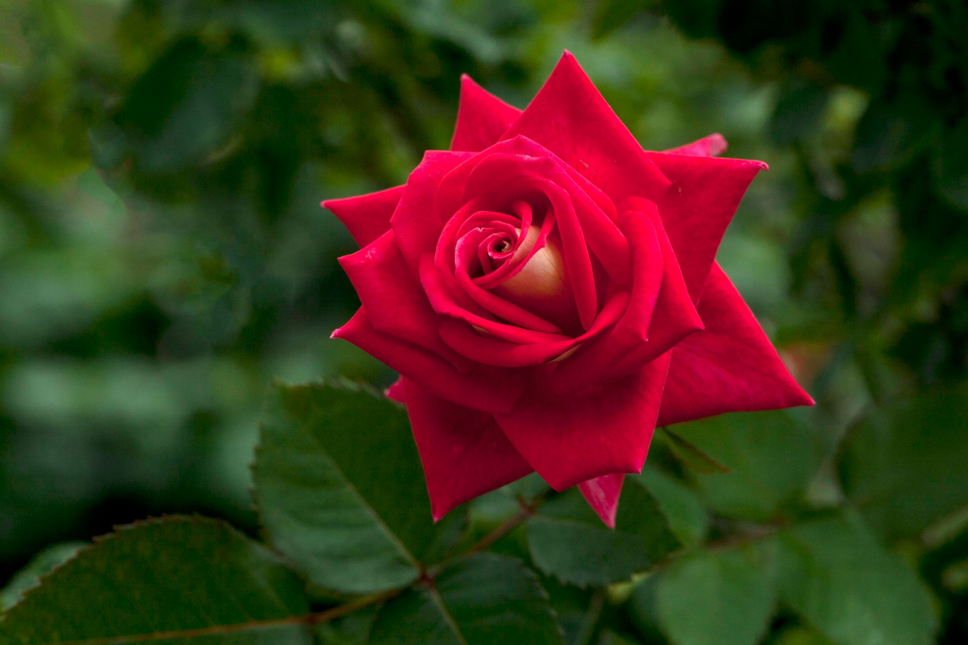 Stunning close-up of a red rose in bloom, showcasing vibrant petals and lush green leaves.