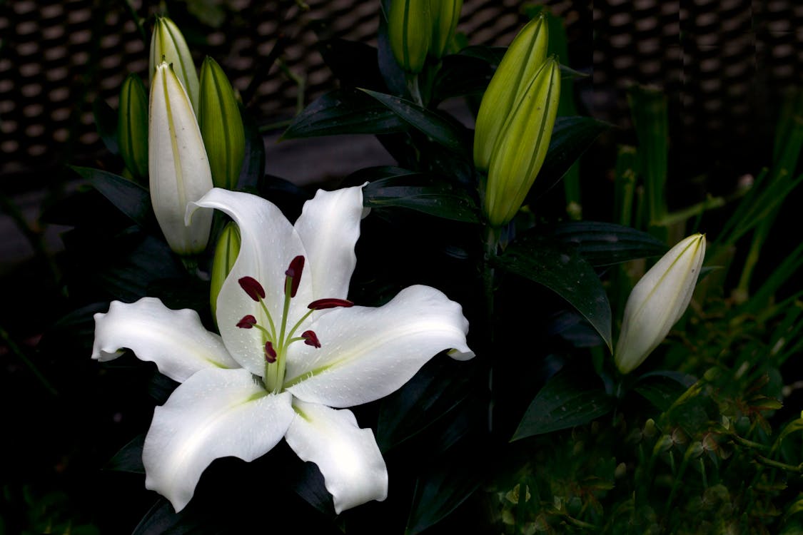 Beyaz çiçek, bitki örtüsü, çiçek içeren Ücretsiz stok fotoğraf