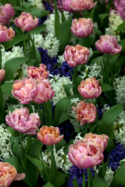 Free Gratis stockfoto met bloei, bloemblaadjes, bloemen Stock Photo