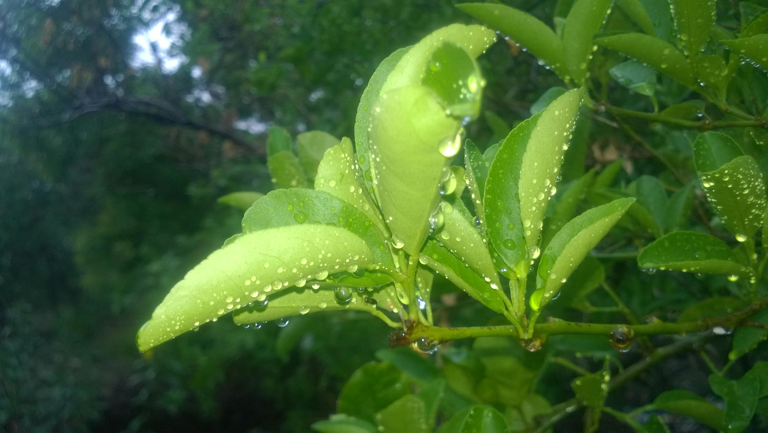 Free stock photo of after the rain, green, nature