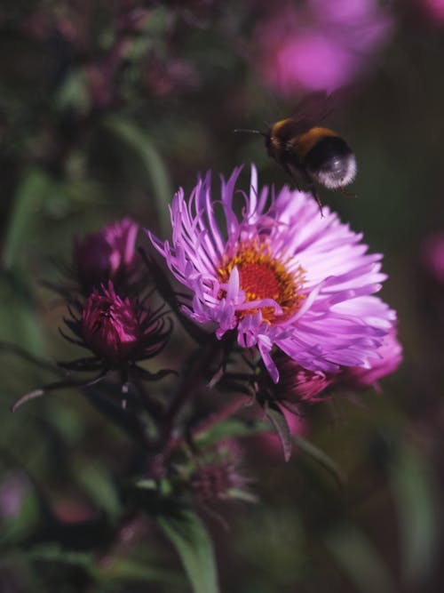 垂直拍攝, 授粉, 熊蜂 的 免費圖庫相片