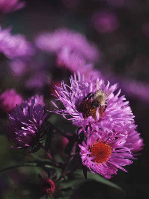 Gratuit Photos gratuites de abeille, bourdon, fermer Photos