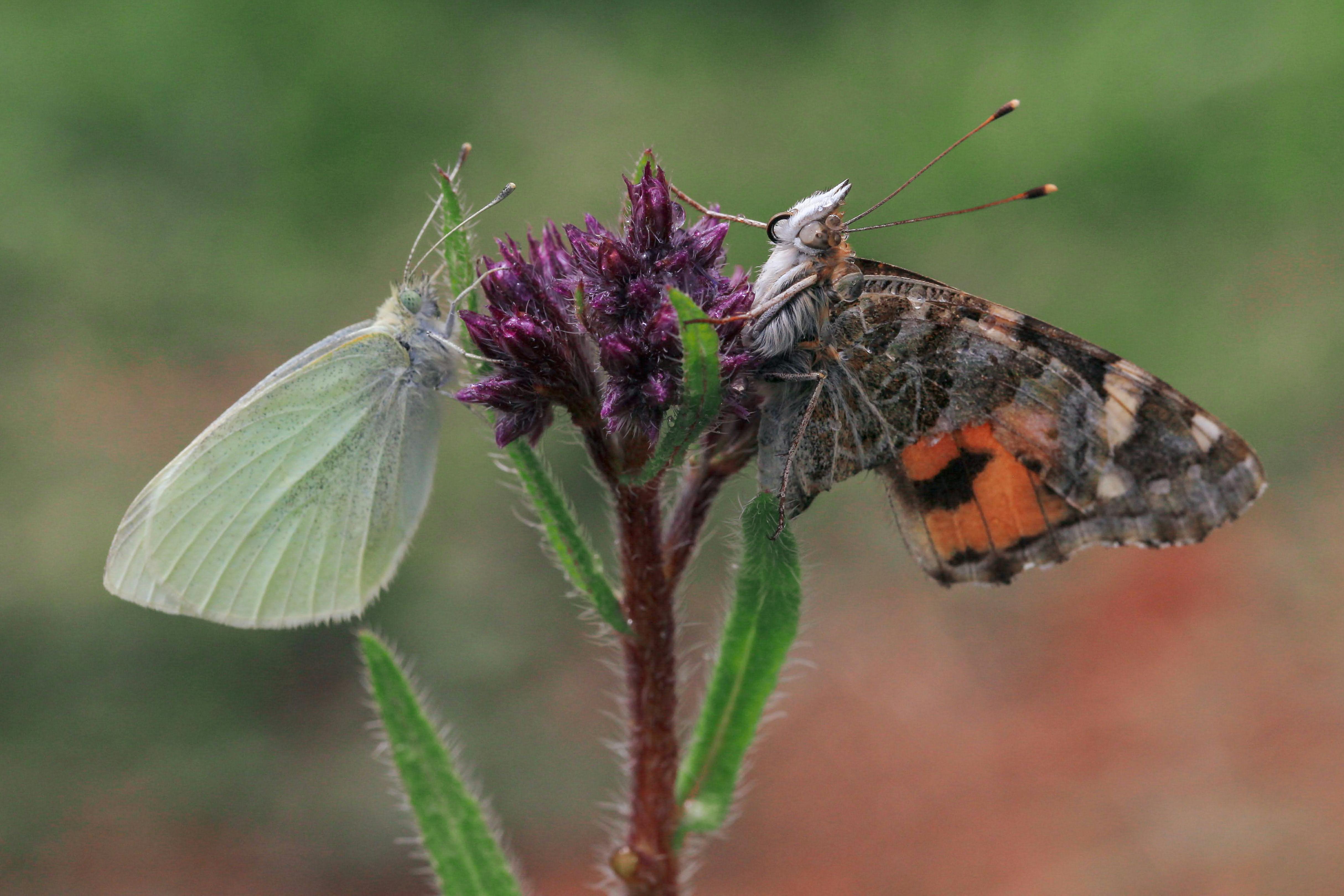 Close-up of two butterflies perched on a vibrant flower, showcasing nature's diversity.