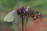 Black and Orange Butterfly Perched on Purple Flower in Close Up Photography